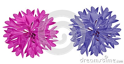 Isolated pink and lilac cornflowers Vector Illustration