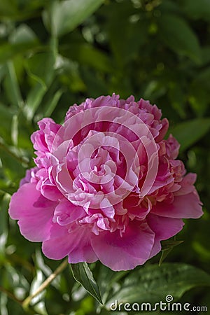 Isolated pink peony flower in the garden surrounded by green and fresh leaves. Wonderful fragrance Stock Photo