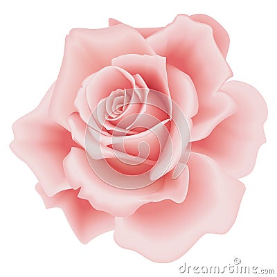 Isolated Pink Rose Vector Illustration