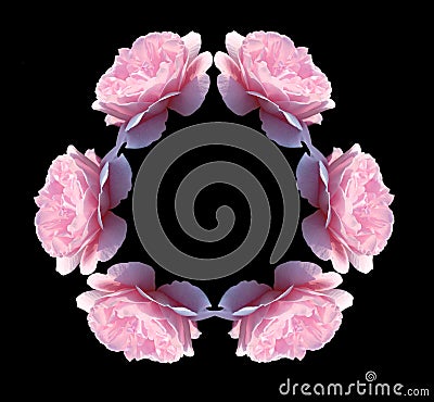 Isolated pink rose flowers kaleidoscope Stock Photo