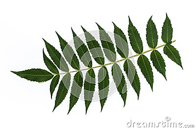 Isolated plant branch with many leaves Stock Photo