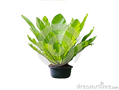 Isolated plant tropical fern in a pot Stock Photo