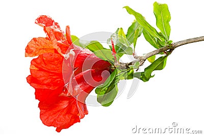 Isolated pomegranate spring blossom red flowers Stock Photo