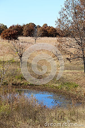 Isolated Pond Stock Photo