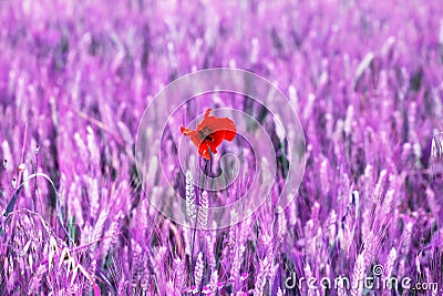 Isolated Poppy flower in a feld field. altered color Stock Photo