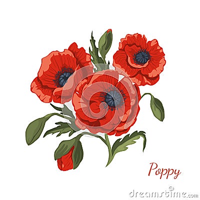 Isolated poppy flowers. Cartoon wildflowers bouquet. Summer blossom plant clipart. Remembrance day symbol. Wild herb Vector Illustration