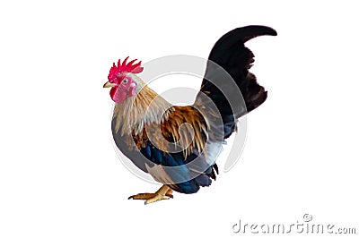 Isolated portrait of colourful cock on the white background. Studio shot of chicken Stock Photo