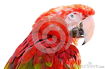 Isolated portrait Scarlet macaw Stock Photo