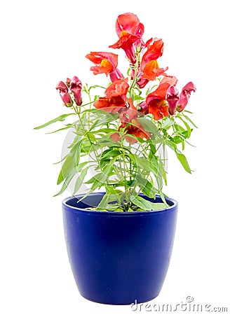 Isolated potted blue Antirrhinum flower Stock Photo