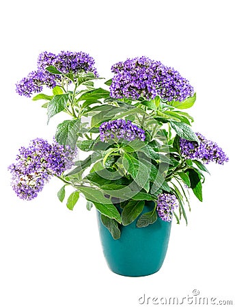 Isolated potted purpled garden heliotrope flower Stock Photo