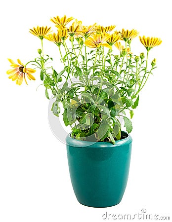 Isolated potted yellow Osteospermum flower Stock Photo