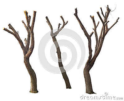 Isolated pruned tree set Stock Photo