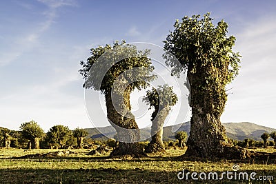 Isolated and pruned trees in Segovia and Madrid Stock Photo