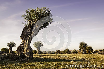 Isolated and pruned trees in Segovia and Madrid Stock Photo