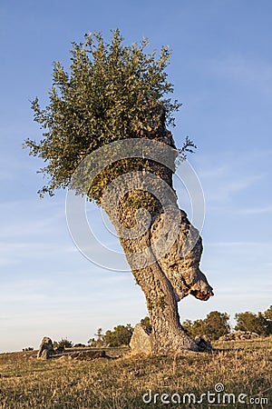 Isolated and pruned trees in Segovia and Madrid Stock Photo