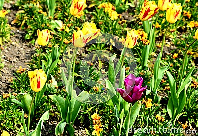 Purple triumph tulip in Kaufmanniana Tulips filed Stock Photo