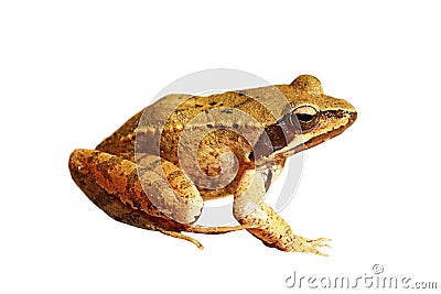 Isolated Rana dalmatina Stock Photo