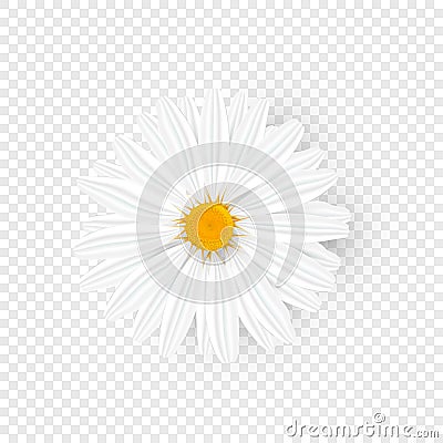 Isolated realistic chamomile. Yellow daisy Vector Illustration