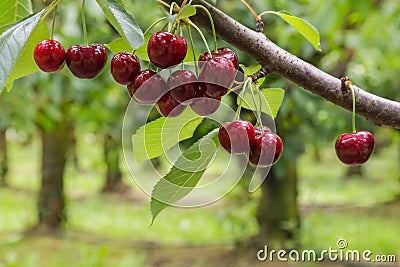 Isolated red cherries on tree in cherry orchard Stock Photo