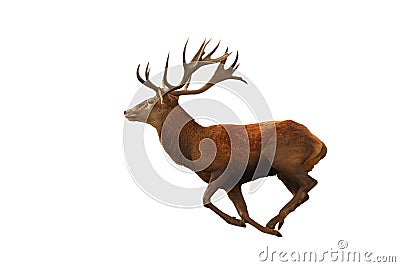 Isolated red deer running Stock Photo