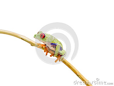 Isolated Red Eyed Green Tree Frog Stock Photo