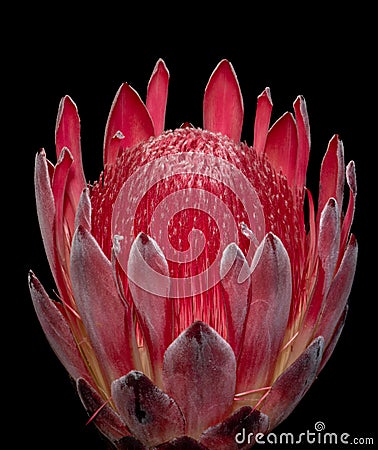 Isolated red glowing protea blossom portrait on black background Stock Photo