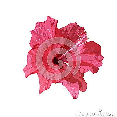 Isolated red Hibiscus tropical plant. Hand drawn flower. Vector. Vector Illustration