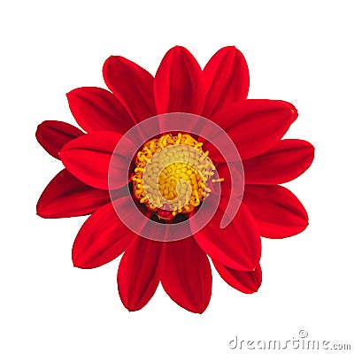 Isolated red mexican sunflower on white background Stock Photo