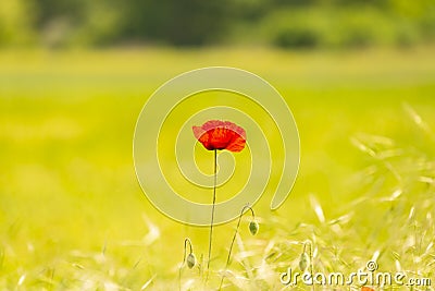 Isolated red poppy flower in a field of rie, in summer Stock Photo