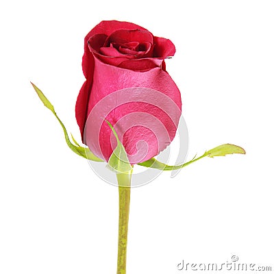 Isolated red rose bud Stock Photo