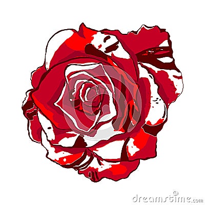 Isolated Red-white rose on a white background. Vector Illustration