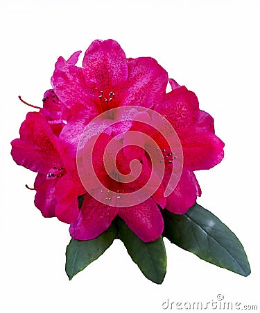 Isolated Rhododendron Flowers Stock Photo