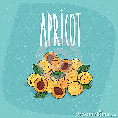 Isolated ripe apricots fruits whole and cut Vector Illustration