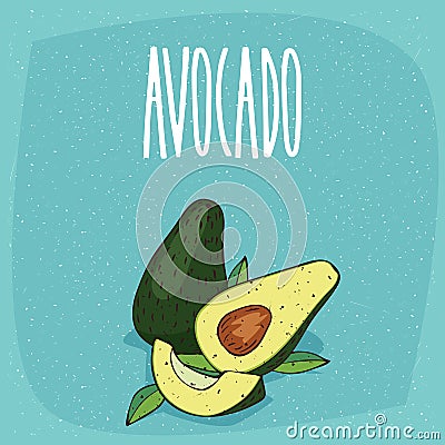 Isolated ripe avocado fruits whole and cut Vector Illustration