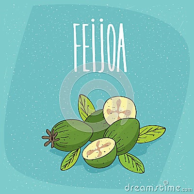 Isolated ripe pineapple guava fruits or feijoa Vector Illustration