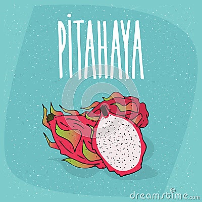 Isolated ripe pitaya or pitahaya or dragon fruit Vector Illustration