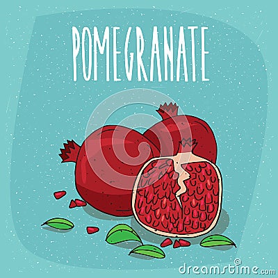 Isolated ripe pomegranate fruits with leaves Vector Illustration