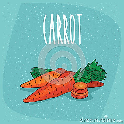 Isolated ripe root vegetables carrot whole and cut Vector Illustration