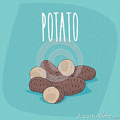 Isolated ripe russet potato tubers whole and cut Vector Illustration