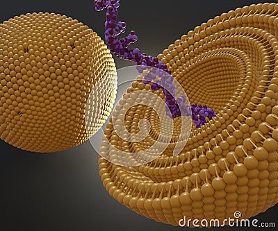 Isolated RNA strand inside of multi lamellar vesicle Stock Photo