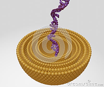 Isolated RNA strand inside of multi lamellar vesicle Stock Photo