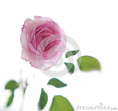 Isolated rose Stock Photo