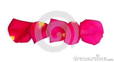 Isolated rose and bright pink petals Stock Photo