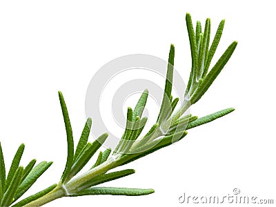 Isolated rosemary herb Stock Photo