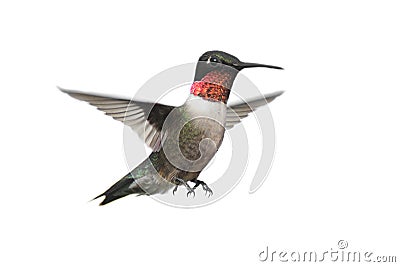 Isolated Ruby-throated Hummingbird Stock Photo