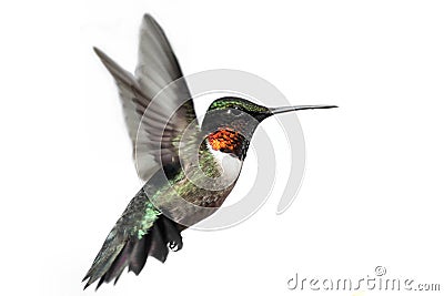 Isolated Ruby-throated Hummingbird Stock Photo