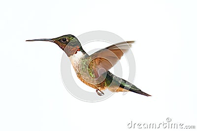 Isolated Ruby-throated Hummingbird Stock Photo
