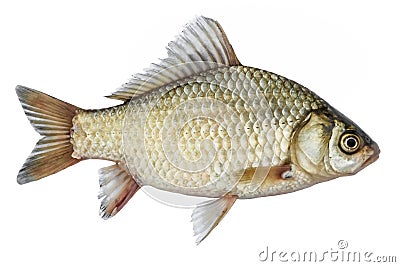 Isolated rudd , a kind of fish from the side. Live fish with flowing fins. River fish Stock Photo