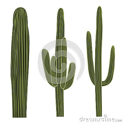 Isolated Saguaro Cactus Set Vector Illustration