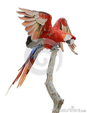 Isolated scarlet macaw on perch Stock Photo